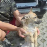 Znaleziono psa, Radom, 25 sierpnia 2017