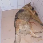 Znaleziono psa, Radom, 4 września 2017