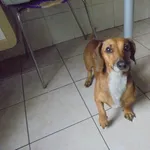 Znaleziono psa, Radom, 10 września 2016