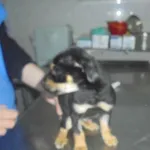 Znaleziono psa, Radom, 12 kwietnia 2017