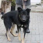 Znaleziono psa, Łódź, 20 listopada 2021
