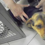 Znaleziono psa, Radom, 23 czerwca 2017