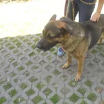 Znaleziono psa, Radom, 22 czerwca 2017