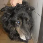 Znaleziono psa, Radom, 23 marca 2017