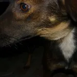 Znaleziono psa, Radom, 21 sierpnia 2015