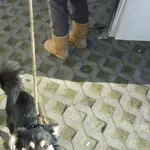 Znaleziono psa, Radom, 22 marca 2015