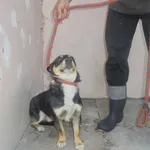 Znaleziono psa, Radom, 25 sierpnia 2017