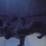 Znaleziono psa, Radom, 8 września 2017