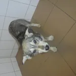 Znaleziono psa, Radom, 17 sierpnia 2017