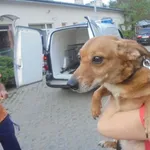 Znaleziono psa, Radom, 23 maja 2017