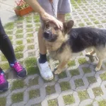 Znaleziono psa, Radom, 19 lipca 2017