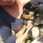 Znaleziono psa, Radom, 30 maja 2015