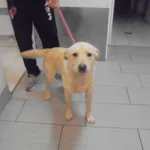Znaleziono psa, Radom, 25 lipca 2017