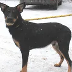 Znaleziono psa, Łódź, 28 stycznia 2021