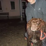 Znaleziono psa, Radom, 17 listopada 2016