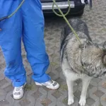 Znaleziono psa, Radom, 22 sierpnia 2015