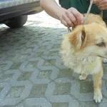 Znaleziono psa, Radom, 15 maja 2017