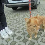 Znaleziono psa, Radom, 7 kwietnia 2017
