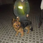 Znaleziono psa, Radom, 19 kwietnia 2017
