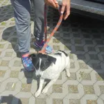 Znaleziono psa, Radom, 6 czerwca 2017