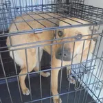 Znaleziono psa, Radom, 20 czerwca 2017