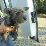 Znaleziono psa, Radom, 9 września 2016