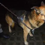Znaleziono psa, Radom, 2 listopada 2016