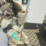 Znaleziono psa, Radom, 23 sierpnia 2017