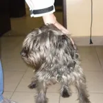 Znaleziono psa, Radom, 19 marca 2015