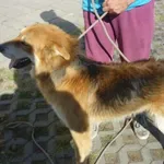 Znaleziono psa, Radom, 29 sierpnia 2015