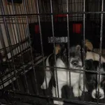 Znaleziono psa, Radom, 1 maja 2017