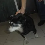 Znaleziono psa, Radom, 17 maja 2017