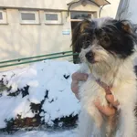 Znaleziono psa, Radom, 19 stycznia 2016