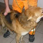 Znaleziono psa, Radom, 2 grudnia 2015