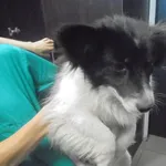 Znaleziono psa, Radom, 8 sierpnia 2017