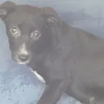 Znaleziono psa, Radom, 19 maja 2015
