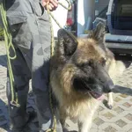 Znaleziono psa, Radom, 7 września 2016