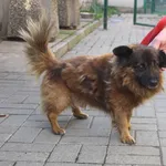 Znaleziono psa, Łódź, 6 listopada 2022