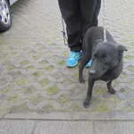 Znaleziono psa, Radom, 12 kwietnia 2017