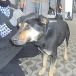 Znaleziono psa, Radom, 21 marca 2017