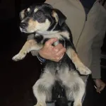 Znaleziono psa, Radom, 23 marca 2017