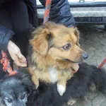 Znaleziono psa, Radom, 21 marca 2017