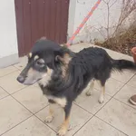 Znaleziono psa, Radom, 17 listopada 2016