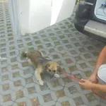 Znaleziono psa, Radom, 11 sierpnia 2017