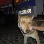 Znaleziono psa, Radom, 28 lipca 2017