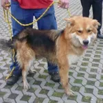 Znaleziono psa, Radom, 29 czerwca 2015