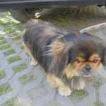 Znaleziono psa, Radom, 20 maja 2017