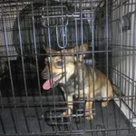 Znaleziono psa, Radom, 29 lipca 2017