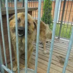 Znaleziono psa, Radom, 13 lipca 2017