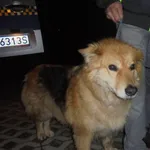 Znaleziono psa, Radom, 24 marca 2017